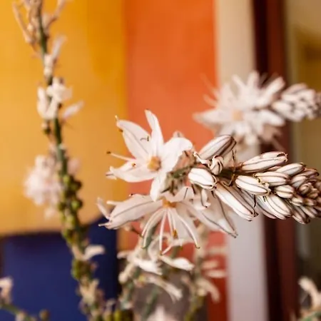 Vakantiehuis L'asfodelo